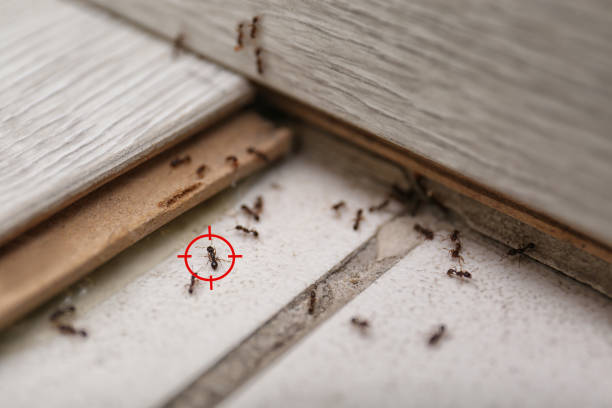 Best Best Pest Control Companies  in Somerset, NJ