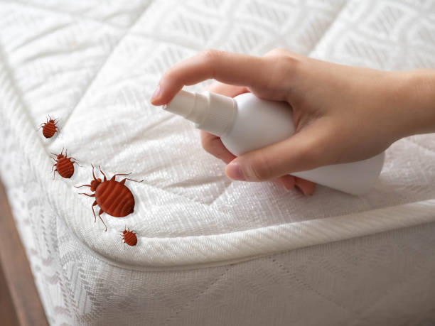 Best Spider Control Near Me  in Somerset, NJ